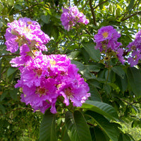 Lagerstroemia speciosa 20-500 Seeds Queens Crape Myrtle