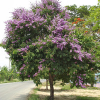 Lagerstroemia speciosa 20-500 Seeds Queens Crape Myrtle