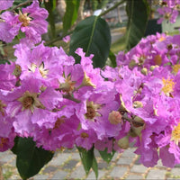 Lagerstroemia speciosa 20-500 Seeds Queens Crape Myrtle
