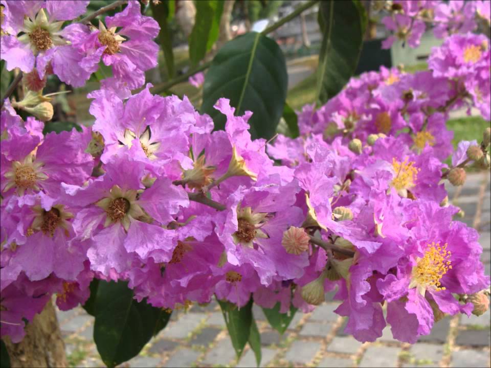 Lagerstroemia speciosa 20-500 Seeds Queens Crape Myrtle