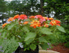 Lantana Camara 30-500 Seeds, Shrub Verbena Flowering Perennial Houseplant