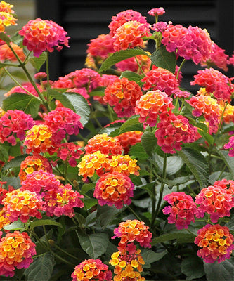 Lantana Camara 30-500 Seeds, Shrub Verbena Flowering Perennial Houseplant