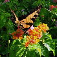 Lantana Camara 30-500 Seeds, Shrub Verbena Flowering Perennial Houseplant