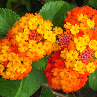 Lantana Camara 30-500 Seeds, Shrub Verbena Flowering Perennial Houseplant