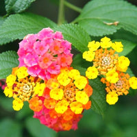 Lantana Camara 30-500 Seeds, Shrub Verbena Flowering Perennial Houseplant