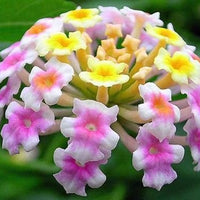 Lantana Camara 30-500 Seeds, Shrub Verbena Flowering Perennial Houseplant