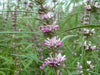 Leonurus Artemisia Plant 50+ Seeds, Chinese Motherwort Medicinal Herb