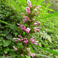Leonurus Artemisia Plant 50+ Seeds, Chinese Motherwort Medicinal Herb