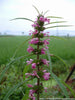 Leonurus Artemisia Plant 50+ Seeds, Chinese Motherwort Medicinal Herb