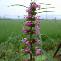 Leonurus Artemisia Plant 50+ Seeds, Chinese Motherwort Medicinal Herb