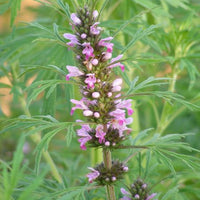 Leonurus Artemisia Plant 50+ Seeds, Chinese Motherwort Medicinal Herb