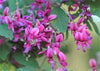 Lespedeza Bicolor Seeds Hardy Bush Clover Shrub
