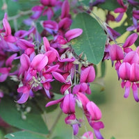 Lespedeza Bicolor Seeds Hardy Bush Clover Shrub