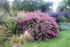 Lespedeza Bicolor Seeds Hardy Bush Clover Shrub