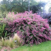 Lespedeza Bicolor Seeds Hardy Bush Clover Shrub
