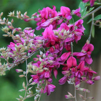 Lespedeza Bicolor Seeds Hardy Bush Clover Shrub