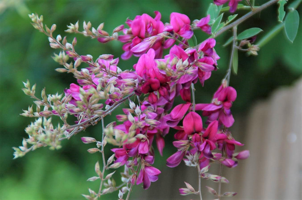Lespedeza Bicolor Seeds Hardy Bush Clover Shrub