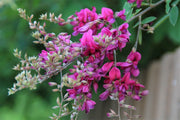 Lespedeza Bicolor Seeds Hardy Bush Clover Shrub