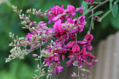 Lespedeza Bicolor Seeds Hardy Bush Clover Shrub