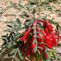 Lessertia Frutescens, African Sutherlandia Shrub 7 Seeds, The Cancer Bush