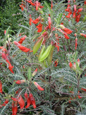Lessertia Frutescens, African Sutherlandia Shrub 7 Seeds, The Cancer Bush