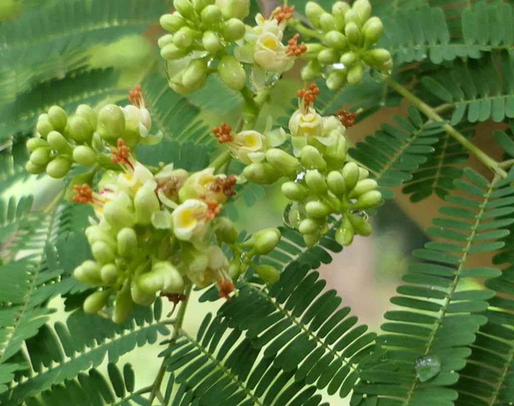divi divi tree bonsai Libidibia Coriaria 15 Seeds, Caesalpinia Divi Divi, Small Tree Bonsai