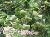 Libidibia Coriaria 15 Seeds, Caesalpinia Divi Divi, Small Tree Bonsai Shrub