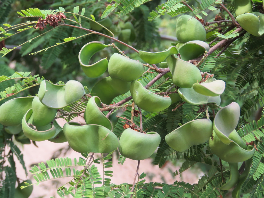 divi divi tree bonsai Libidibia Coriaria 15 Seeds, Caesalpinia Divi Divi, Small Tree Bonsai