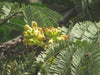Libidibia Coriaria 15 Seeds, Caesalpinia Divi Divi, Small Tree Bonsai Shrub