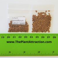 Linum Grandiflorum Rubrum 1 Gram Seeds, Scarlet Flax Flowers