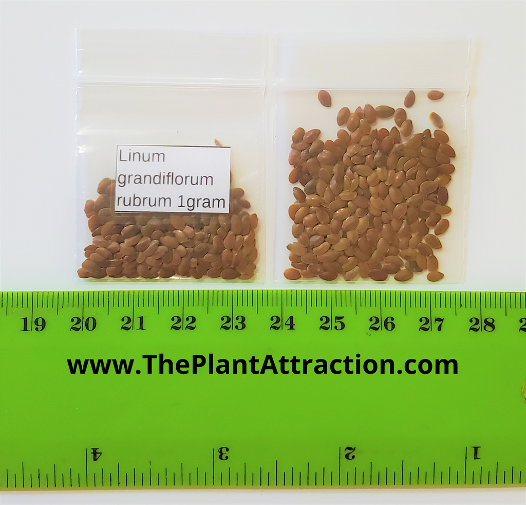 scarlet flax flower seeds Linum Grandiflorum Rubrum 1 Gram (Approx. 275) Seeds, Scarlet Flax Flo