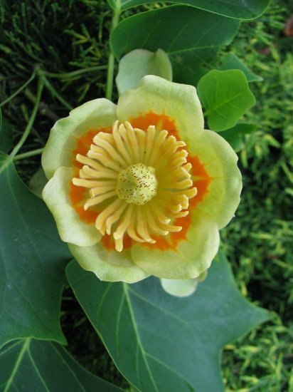 Liriodendron Tulipifera 10/100 Seeds, Tulip Poplar Tree