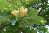 Liriodendron Tulipifera 10/100 Seeds, Tulip Poplar Tree
