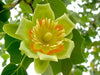 Liriodendron Tulipifera 10/100 Seeds, Tulip Poplar Tree