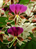 Lysidice Rhodostegia Tree 5/50 seeds, Very Rare Fragrant Garden Miriam Flower