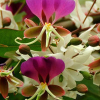 Lysidice Rhodostegia Tree 5/50 seeds, Very Rare Fragrant Garden Miriam Flower