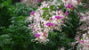 Lysidice Rhodostegia Tree 5/50 seeds, Very Rare Fragrant Garden Miriam Flower