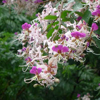 Lysidice Rhodostegia Tree 5/50 seeds, Very Rare Fragrant Garden Miriam Flower