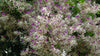 Lysidice Rhodostegia Tree 5/50 seeds, Very Rare Fragrant Garden Miriam Flower