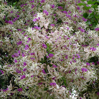 Lysidice Rhodostegia Tree 5/50 seeds, Very Rare Fragrant Garden Miriam Flower