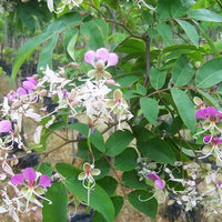 Lysidice Rhodostegia Tree 5/50 seeds, Very Rare Fragrant Garden Miriam Flower
