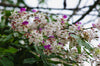 Lysidice Rhodostegia Tree 5/50 seeds, Very Rare Fragrant Garden Miriam Flower