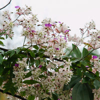 Lysidice Rhodostegia Tree 5/50 seeds, Very Rare Fragrant Garden Miriam Flower