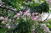 Lysidice Rhodostegia Tree 5/50 seeds, Very Rare Fragrant Garden Miriam Flower
