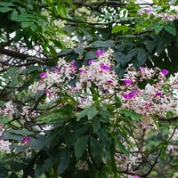Lysidice Rhodostegia Tree 5/50 seeds, Very Rare Fragrant Garden Miriam Flower