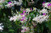 Lysidice Rhodostegia Tree 5/50 seeds, Very Rare Fragrant Garden Miriam Flower
