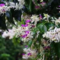 Lysidice Rhodostegia Tree 5/50 seeds, Very Rare Fragrant Garden Miriam Flower