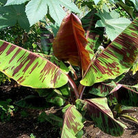 Musa Sikkimensis Red Tiger 10 Seeds, Cold Hardy Darjeeling Banana Tree