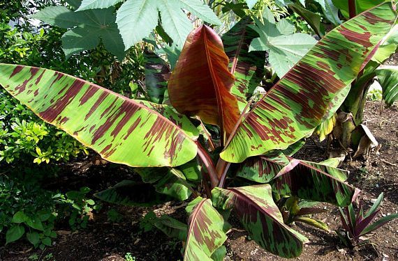 banana plant seeds for sale Musa Sikkimensis Red Tiger 10 Seeds, Cold Hardy Darjeeling Banana Tree