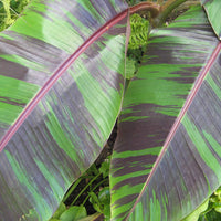 Musa Sikkimensis Red Tiger 10 Seeds, Cold Hardy Darjeeling Banana Tree